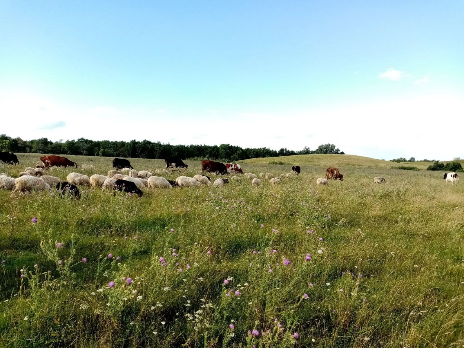 Людмила Шавалиева, "Чолман".