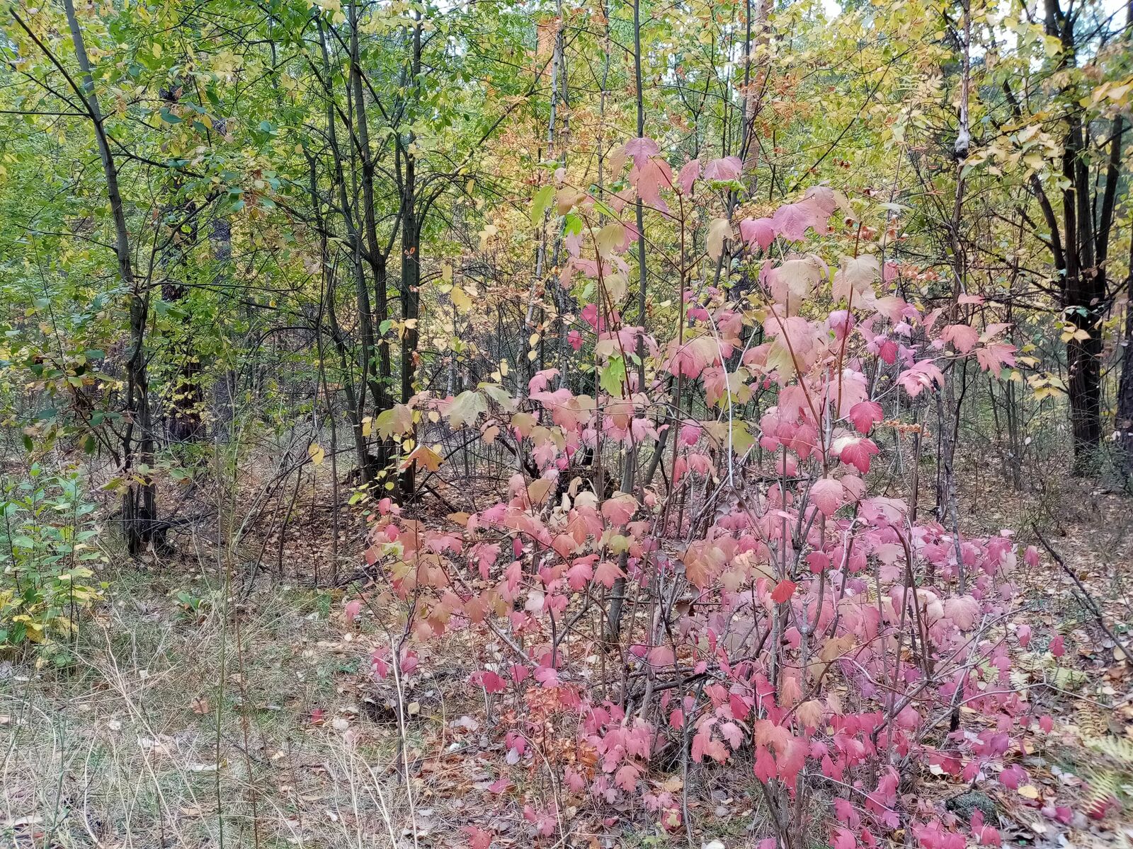 Редакцийын архивше гыч налме фото.