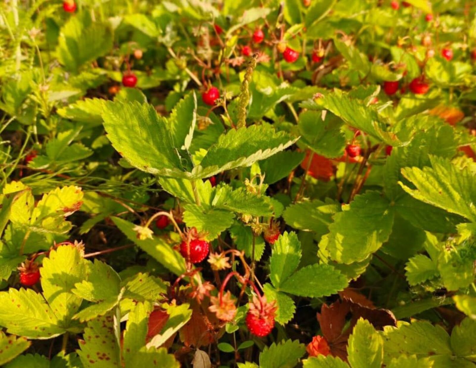 Авторын фотожо.