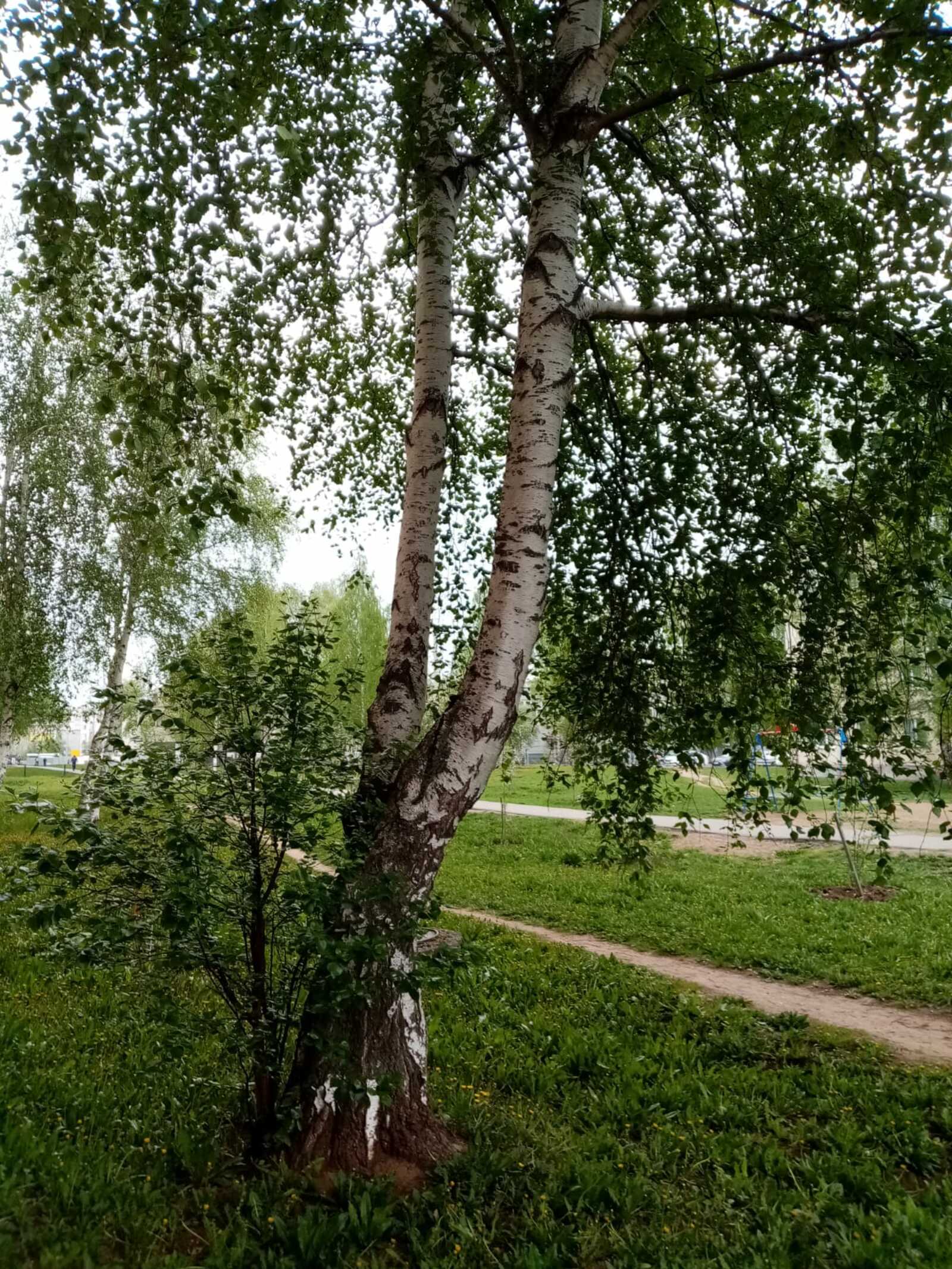 Редакцийын архивше гыч налме фото.