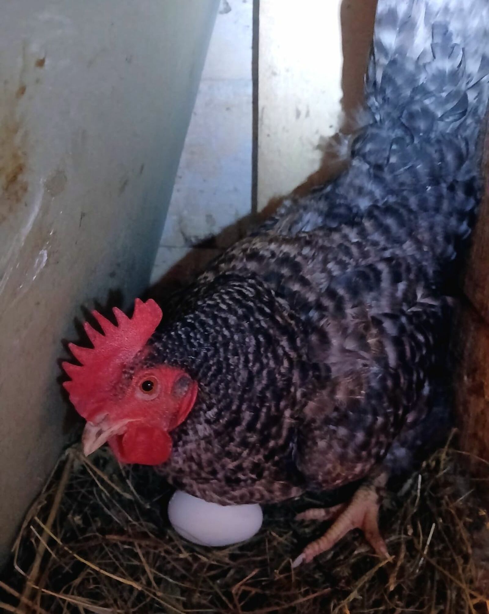 Авторын фотожо.