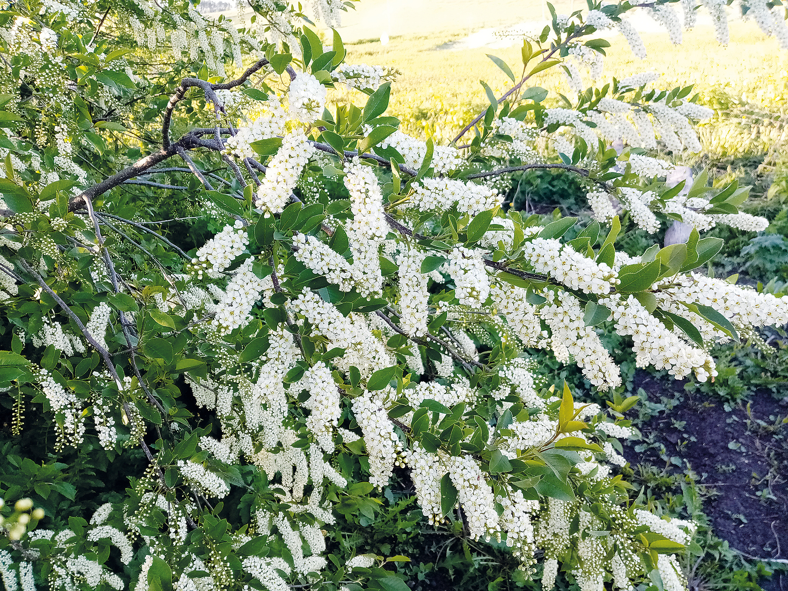 Редакцийын архивше гыч налме фото.