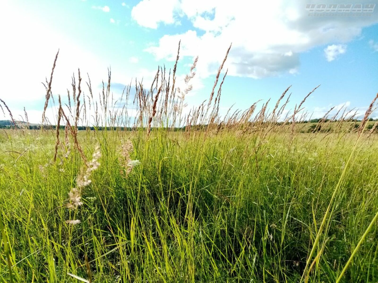 Редакцийын архивше гыч налме фото.