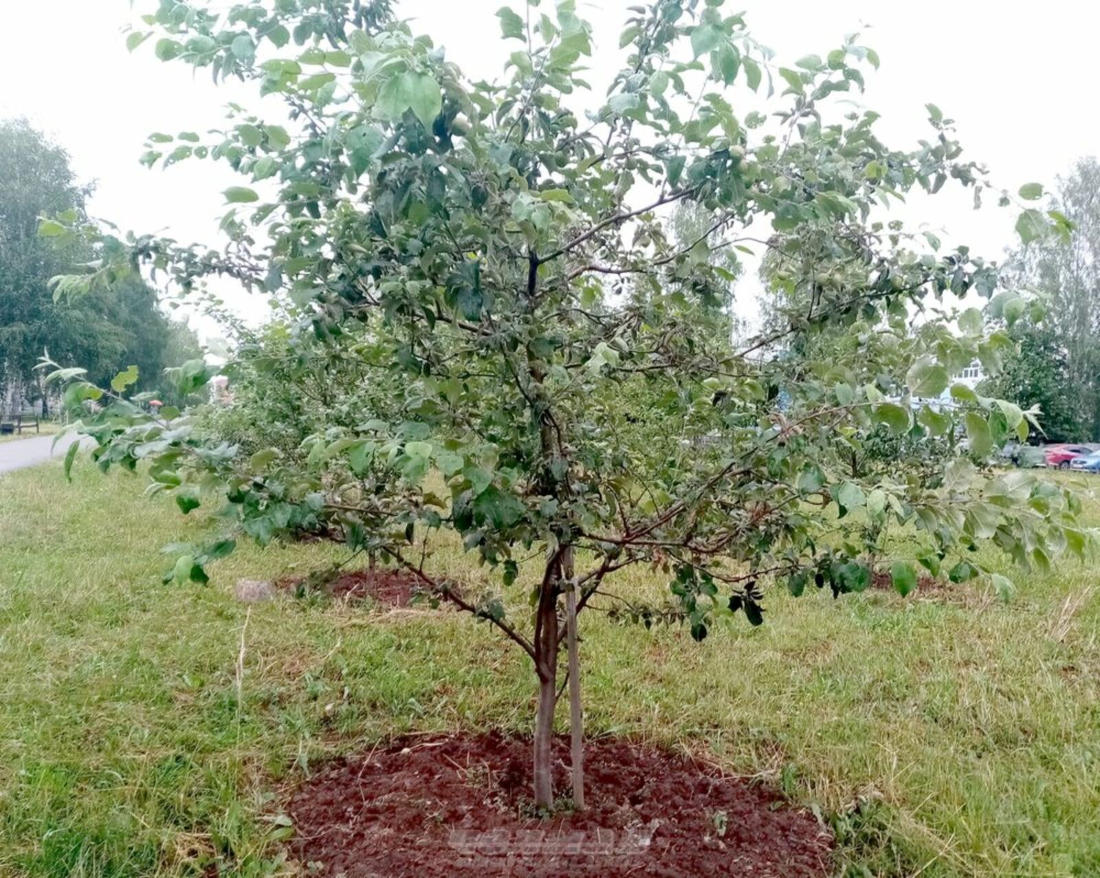 Редакцийын архивше гыч налме фото.