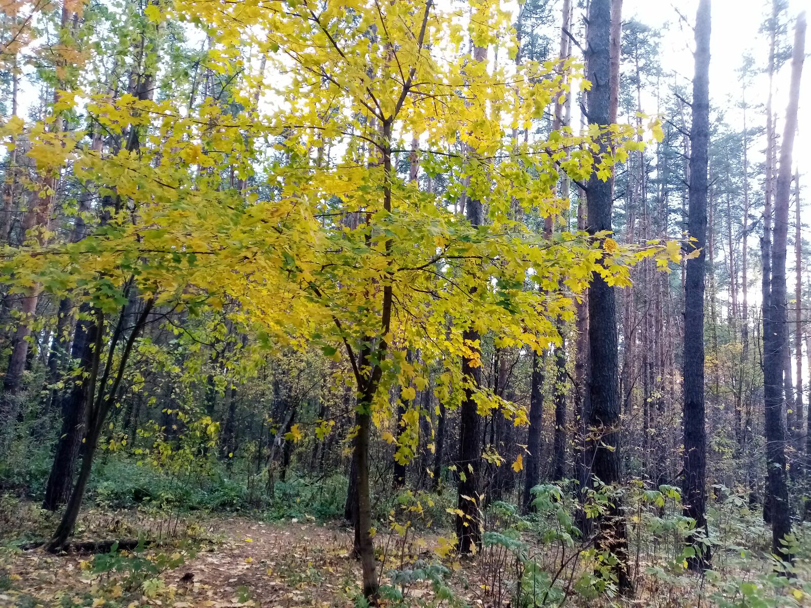 Редакцийын архивше гыч налме фото.
